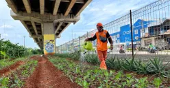 Petugas PPSU Agus Suprihatin menyirami lahan pertanian di Kolong Tol RW 13 Cipinang Melayu, Jakarta Timur, Selasa, 3 Maret 2026. (Sumber: Poskota/M. Tegar Jihad)
