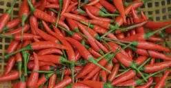 Ilustrasi Cabai Merah (Sumber: pxhere)