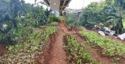 Urban Farming di bawah Tol Becakayu, Jakarta Timur, Selasa, 3 Maret 2026. (Sumber: Poskota/M. Tegar Jihad)