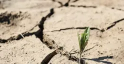 Ilustrasi musim kemarau (Sumber: Freepik)