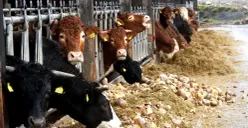 Ilustrasi kandang sapi. (Sumber: Pixabay/Photorama)