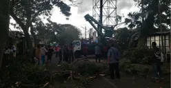 Petugas BPBD Kota Cimahi mengevakuasi material pohon tumbang, Jumat 6 Maret 2026. (Sumber: Poskota/Gatot Poedji Utomo)