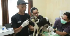 Ilustrasi pemeriksaan seekor anjing. (Sumber: Dok. Istimewa)