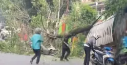 Tangkapan layar Medos, tiga pohon trembesi tumbang di Jalan Pakubuwono VI, Kelurahan Gunung, Kecamatan Kebayoran Baru, Jakarta Selatan, Rabu, 11 Maret 2026. (Sumber: Istimewa)