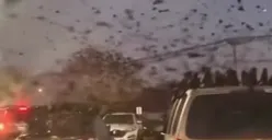 Penampakan serbuan burung gagak di langit Kota Tel Aviv, Israel. (Sumber: Tangkapan layar Instagram/@iran_officialnews)