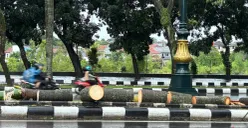 Pohon palm tumbang di Jalan Tegar Beriman, Cibinong Kabupaten Bogor usai di evakuasi petugas pascamenimpa pengendara motor hingga tewas. (Sumber: Poskota/Giffar Rivana)