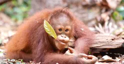 Potret Orangutan Kalimantan yang kini menjadi spesies terancam punah. (Sumber: Istimewa)