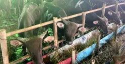 Kondisi salah satu peternakan Sapi Bali Kemanggisan di Jalan Kemanggisan Raya, Palmerah, Jakarta Barat, Minggu, 17 Mei 2026. (Sumber: Poskota/Pandi Ramedhan)
