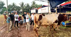 Kondisi salah satu lokasi penjualan hewan kurban sapi menjelang perayaan Iduladha di kawasan Palmerah, Jakarta Barat, Minggu, 17 Mei 2026. (Sumber: Poskota/Pandi Ramedhan)