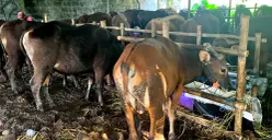Kondisi salah satu peternakan Sapi Bali Kemanggisan di Jalan Kemanggisan Raya, Palmerah, Jakarta Barat, Minggu, 17 Mei 2026. (Sumber: Poskota/Pandi Ramedhan)