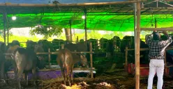 Kondisi salah satu peternakan Sapi Bali Kemanggisan di Jalan Kemanggisan Raya, Palmerah, Jakarta Barat, Minggu, 17 Mei 2026. (Sumber: Poskota/ Pandi Ramedhan)