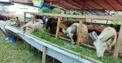 Lapak penjualan hewan kurban di wilayah Kecamatan Tigaraksa, Kabupaten Tangerang. (Sumber: Poskota/Veronica Prasetio)