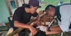 Tim kesehatan hewan saat melakukan pemeriksaan beberapa hewan kurban. (Sumber: DPKP Pandeglang)