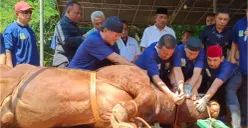 Wali Kota Jakarta Selatan, M Anwar dibantu panitia kurban menyembelih hewan kurban sapi limosin pemberian Presiden. (Sumber: Poskota/Angga)