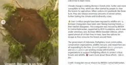 Leonardo DiCaprio kembali menyoroti kebakaran hutan di Kalimantan dan Sumatra serta dampaknya terhadap lingkungan, masyarakat, dan habitat satwa liar. (Sumber: Instagram/@leonardodicaprio)