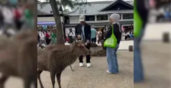 Turis WNI di Jepang Diduga Beri Sampah Plastik ke Rusa, Begini Klarifikasinya