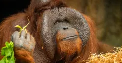 Kata Kunci Orangutan Dibatasi di Instagram dan Threads, Ada Apa? Ini Fakta yang Perlu Diketahui
