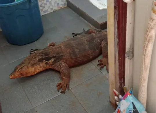 Biawak masuk ke dalam kamar mandi rumah warga di Curug, Bojongsari, Kota Depok, Selasa, 29 April 2025. (Sumber: Dok. Damkar Depok)