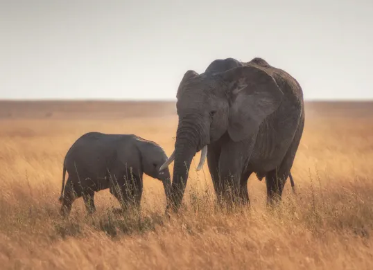 12 Agustus Memperingati Hari Apa? Ada Hari Gajah Sedunia, Berikut Penjelasannya (Sumber: Unsplash/Hu Chen)