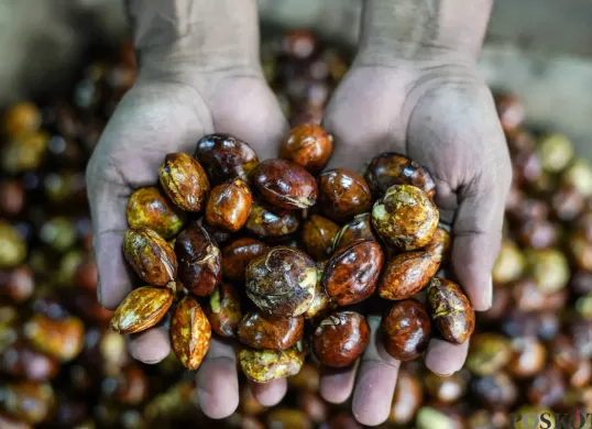 Harga Jengkol Masih Melambung Tinggi di Pasaran