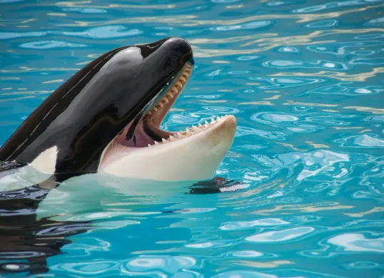 Ilustrasi - viral kisah seorang pelatih orca tewas dimakan paus yang dilatihnya sendiri. (Sumber: Pexels/Pixabay)