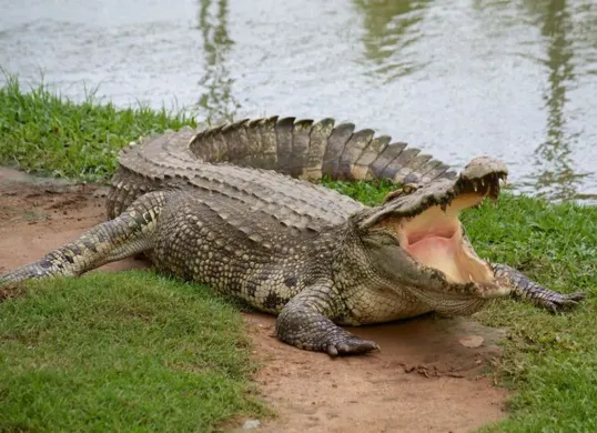 Detik-Detik Buaya Terlihat di Kali Rivaria Depok, Rekaman Videonya Jadi Sorotan Publik (Sumber: Pinterest)