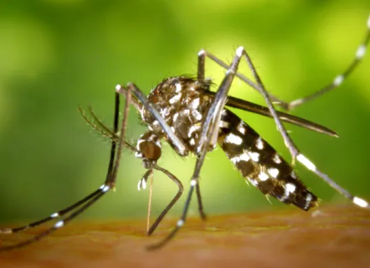 Ilustrasi meningkatnya kasus chikungunya di Kota Bekasi. (Sumber: worldmosquitoprogram)