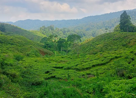 Potret hamparan kebun teh di kawasan wisata Nirmala, di Taman Nasional Gunung Halimun Salak, Desa Malasari, Kecamatan Nanggung, Kabupaten Bogor. (Sumber: Poskota/Giffar Rivana)