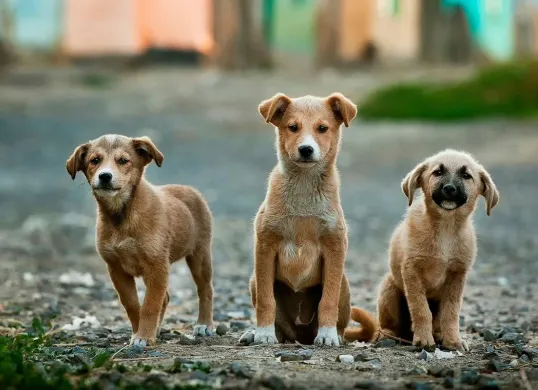 Hari Anjing Sedunia Diperingati Tiap Tanggal 26 Agustus, Berikut Penjelasan dan Cara Merayakannya (Sumber: Unsplash/Anoir Chafik)