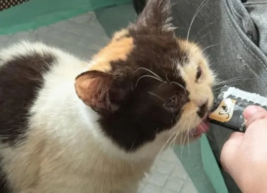 Potret kucing Uya Kuya yang diselamatkan oleh Sherina Munaf. (Sumber: Threads/Sherina Munaf)