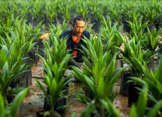 Peraturan Menteri Pertanian Nomor 33 Tahun 2025 tentang Sertifikasi Kelapa Sawit Berkelanjutan (ISPO) untuk memperkuat tata kelola sawit nasional. (Sumber: Istimewa)
