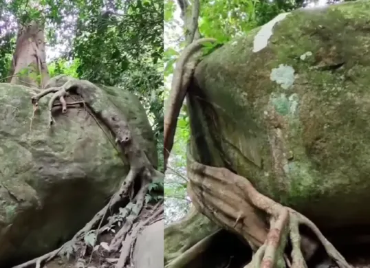 Ilustrasi akar pohon yang sedang menahan batu besar dalam mencegah longsor di Sumatera. (Sumber: Instagram/@kediriraya_info)