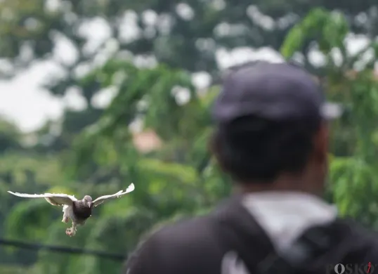 Hingar Bingar Merpati di Langit Jakarta