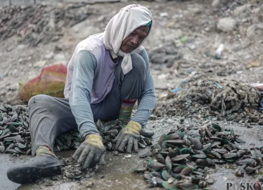 Ancaman Kandungan Logam pada Limbah Kerang Hijau