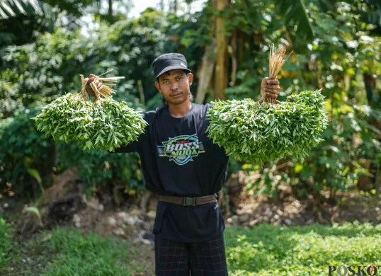 Memetik Daun Kemangi diantara Megahnya JIS