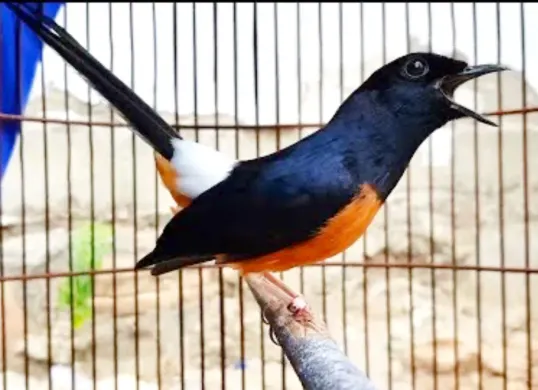 Ilustrasi pencuri burung kicau yang berhasil ditangkap polisi. (Sumber: YouTube/Ocehan Burung)