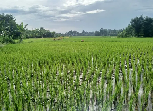 Sawah di wilayah Kecamatan Tigaraksa, Kabupaten Tangerang, terancam gagal panen akibat cuaca ekstrem (Sumber: Poskota | Foto: Veronica Prasetio)