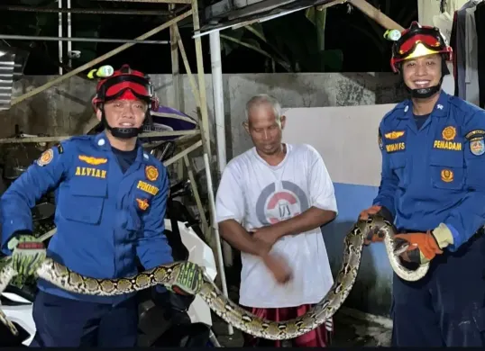 Petugas Damkar berhasil mengevakuasi lar liar sanca kembang dari rumah warga di Kukusan, Beji, Kota Depok. (Sumber: Istimewa)