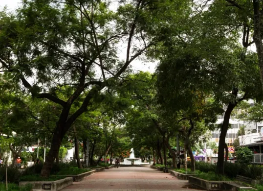 Ilustrasi pemangkasan pohon. (Sumber: freepik)