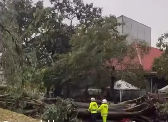 Pohon tumbang di wilayah Tamansari, Jakarta Barat, Jumat, 12 Desember 2025. (Sumber: Istimewa)
