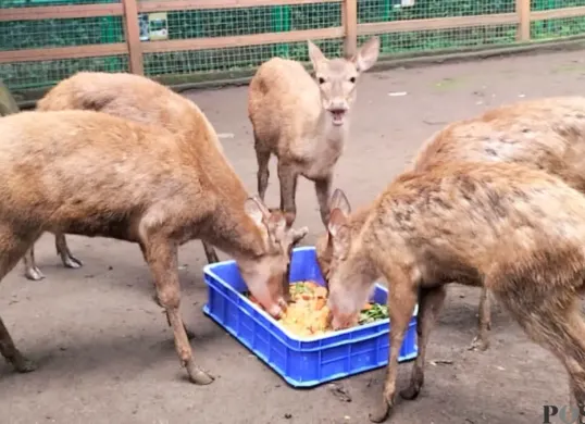 Beberapa satwa di Bandung Zoo terpaksa memakan makanan sisa donasi. (Sumber: Poskota/Gatot Poedji Utomo)