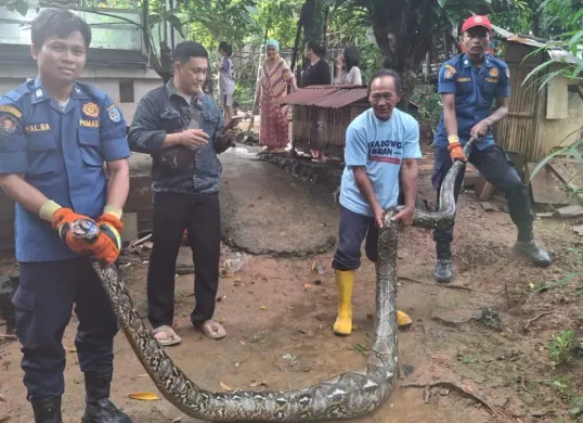 Ular pemangsa hewan ternak warga wilayah Tapos, Kota Depok, dievakuasi petugas. (Sumber: Dok. Damkar Kota Depok)