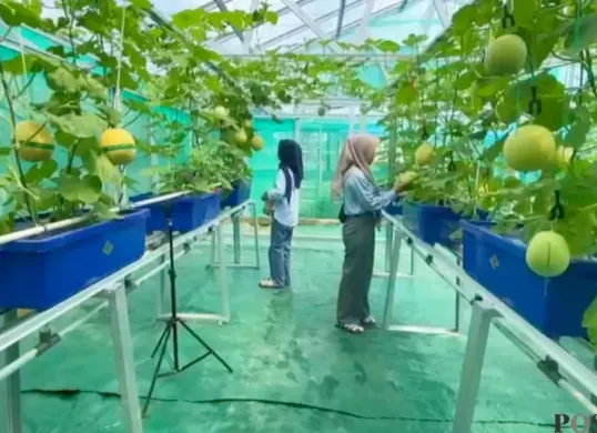 Sejumlah pengunjung saat menikmati suasana wisata kebun melon di Desa Sumurbandung, Kecamatan Cikulur, Lebak, Banten. (Sumber: Poskota/Samsul Fatoni)