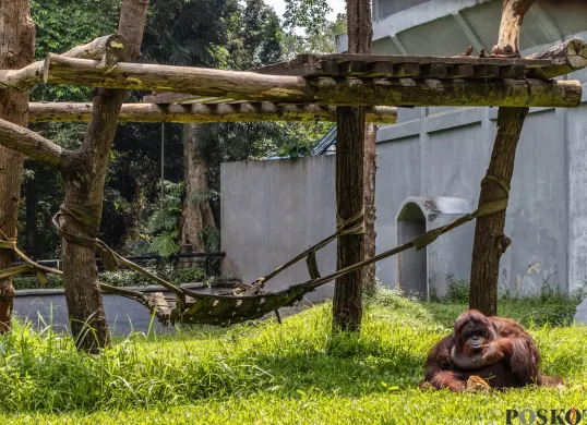 Satwa di Taman Margasatwa Ragunan, Jakarta, Kamis, 25 Desember 2025. (Sumber: Poskota/Bilal Nugraha Ginanjar)
