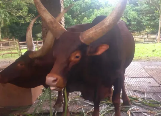 Taman Margasatwa Ragunan menyambut libur Tahun Baru 2026 dengan menghadirkan koleksi satwa baru berupa sepasang Watusi, satwa ikonik asal Afrika yang dikenal dengan tanduknya yang besar dan khas. (Sumber: Dok. Taman Margasatwa Ragunan)