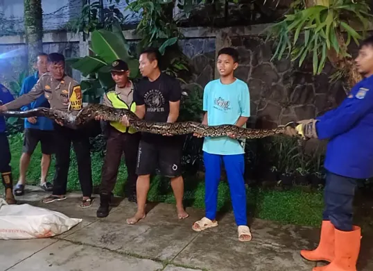 Petugas mengevakuasi ular dari Perumahan Megapolitan, Jalan Semarang Blok M, RT 08 RW 10, Cinere, Kota Depok, Minggu, 28 Desember 2025. (Sumber: Dok. Polsek Cinere)
