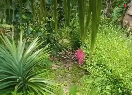 Nenek bersembunyi di semak-semak. (Sumber: Tangkapan layar di Instagram @awreceh.id)