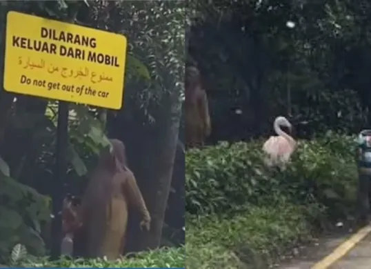 Wisatawan Taman Safari nekat keluar dari mobil dan berinteraksi dengan satwa, menuai kecaman warganet. (Sumber: Instagram/@radendim)