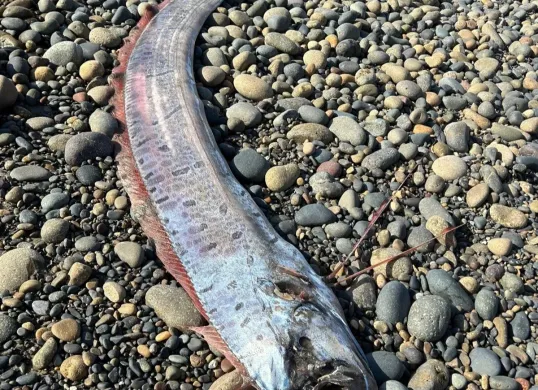 Ilustrasi ikan Oarfish terdampar, menjadi pertanda buruk. (Sumber: Instagram/@scripps_ocean)