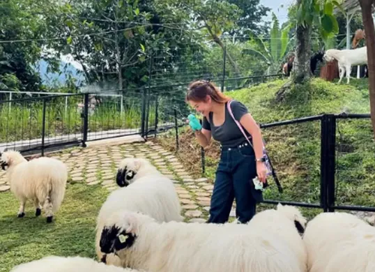 Bukit Domba Sentul menghadirkan domba Valais Blacknose yang mirip di film Shaun the Sheep (Sumber: Instagram/@melitaintan)